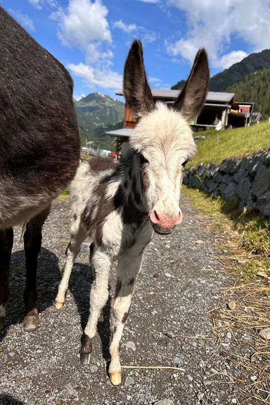 Donkey foal at the Nogglerhof in Pfunds