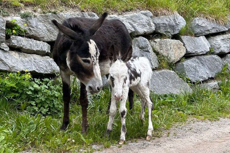 Esel mit Fohlen am Nogglerhof